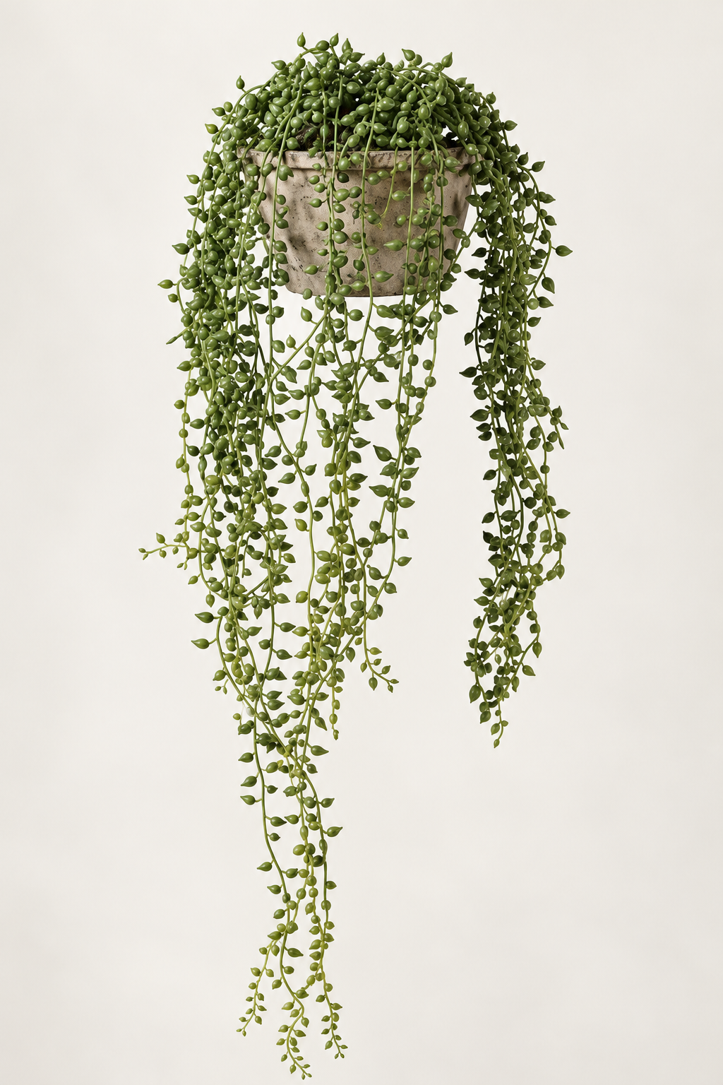 String of Pearl in Cement Pot