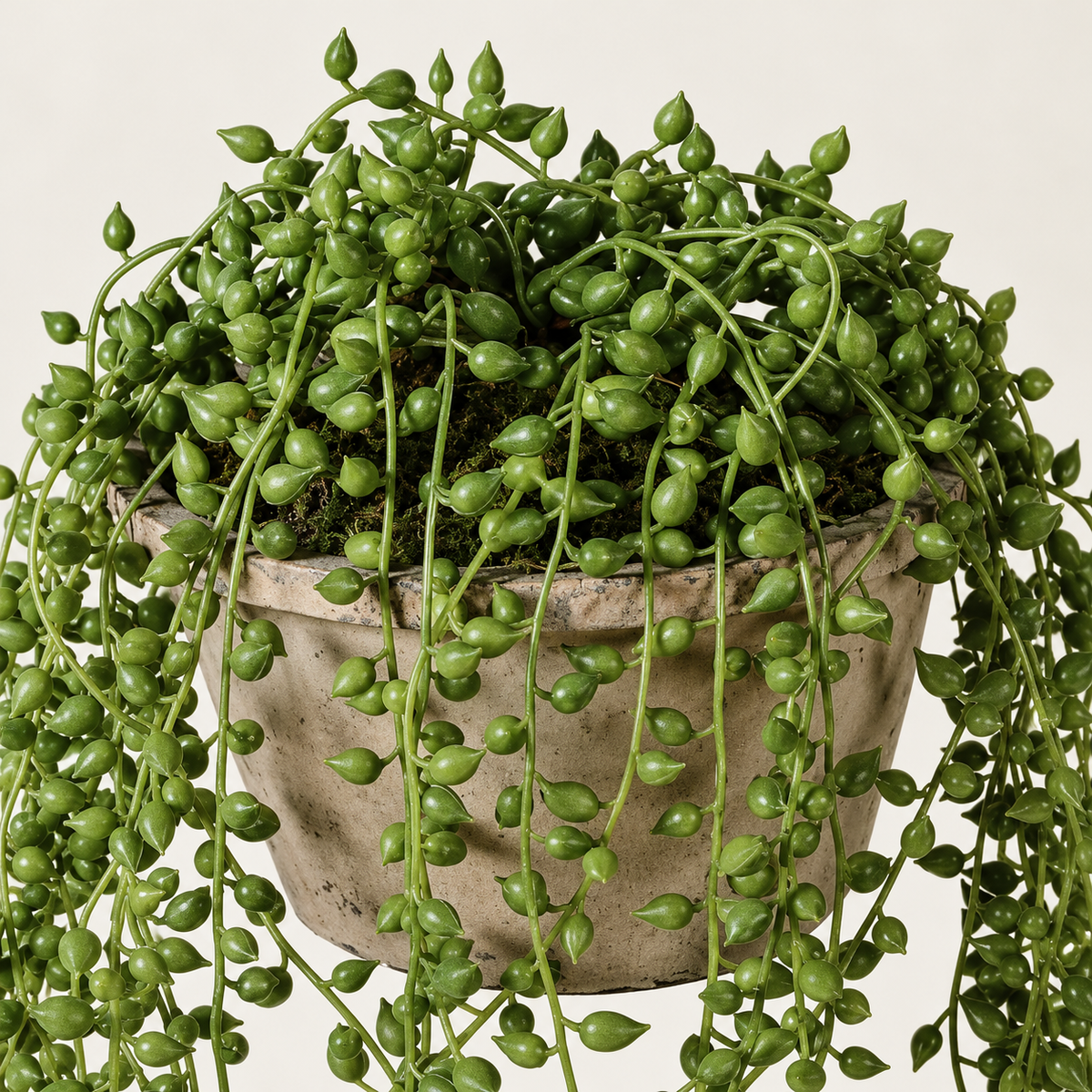 String of Pearl in Cement Pot